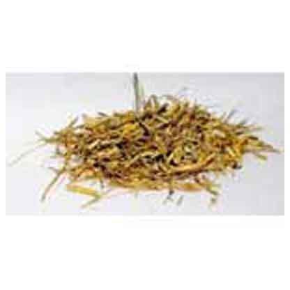 1 Lb Witches Grass cut (Agropryon repens) - Skull & Barrel Co.