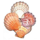 Lion Paw Shell incense burner - Skull & Barrel Co.