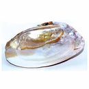 6" Shell incense Burner - Skull & Barrel Co.