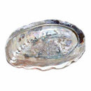 4" Abalone Shell incense burner (limited quanity) - Skull & Barrel Co.