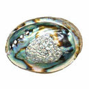 3" - 4" Abalone Shell incense burner - Skull & Barrel Co.