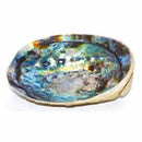 5"- 6" Abalone Shell incense burner - Skull & Barrel Co.