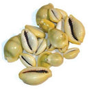 Cowrie Shells 18 pcs - Skull & Barrel Co.