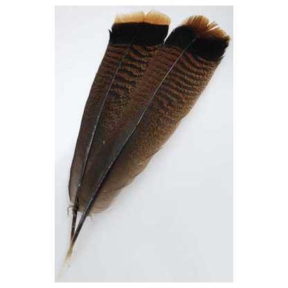 Bronze Turkey Tail feather - Skull & Barrel Co.